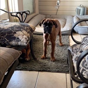 Meet your Posher, Misty